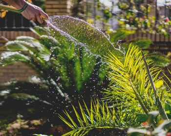 Summer garden survival guide